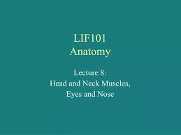 lif101 anatomy powerpoint presentation