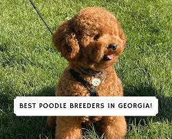 10 best poodle breeders in georgia