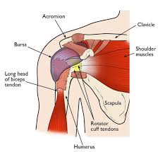 rotator cuff surgery what to expect