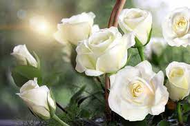 white rose meaning in the age of