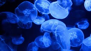 blue jellyfish wallpaper 4k aquarium