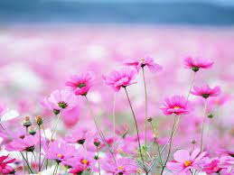 summer flowers pink daisy desktop