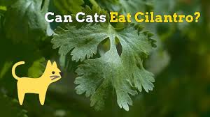 John's wort where he can consume it. Can Cats Eat Cilantro Cats How