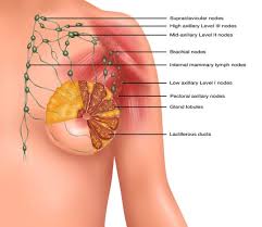 lymph nodes in the t