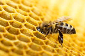 Arı sütü ve arı poleni ile aradığın organik polen, arı ekmeği, sıvı suda çözülebilir propolis damla çeşitleri indirimli fiyat ve kampanya fırsatlarıyla trendyol'da. Propolis Bee Pollen The Precious Gift Of Nature Healthy Food Life Com