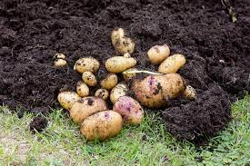 Second Early Potato Varieties List gambar png
