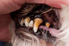 your dog has a tooth infection