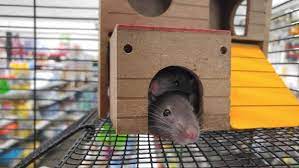 best bedding for rats reviews