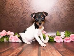 toy fox terrier puppies pet city pet