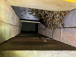 Bee Robbers By Entrance Of Hive