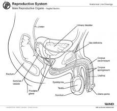 Its primary functions are to: Male Reproductive Organ Anatomy Overview Gross Anatomy Microscopic Anatomy