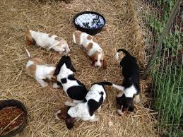 We have devoted much time and effort over the years to this breed. Basset Hound Puppies For Sale In Fredericksburg Virginia Classified Americanlisted Com