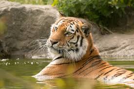 tiger on water free stock photo