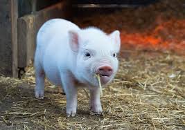 Image result for mini pigs