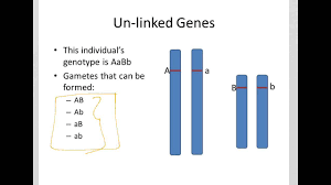 a review of unlinked genes you