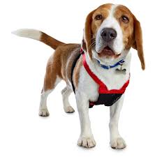 Good2go Red No Pull Dog Harness Medium In 2019 Dog