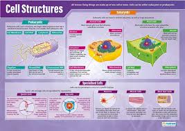 Amazon Com Cell Structures Science Classroom Posters