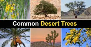The Best Desert Trees With Pictures And