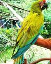 Image result for buffon macaw for sale usa