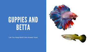 guppies and betta can you keep both