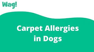 carpet allergies in dogs symptoms