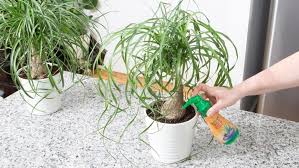 How To Grow Ponytail Palms Miraclegro