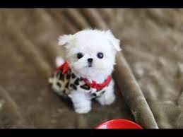 maltese is teacup puppy