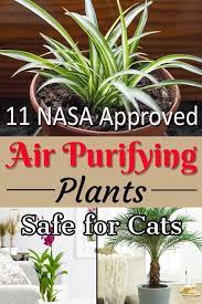 These attributes make it a practical and pretty flower for your home. 11 Nasa Approved Air Purifying Plants Safe For Cats Plants Indoor Air Purifying Plants Air Purifying Plants