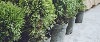 Winter Care For Potted Evergreens
