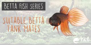 Betta Fish Series Suitable Betta Tank Mates The Aquarium