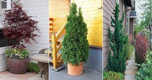 narrow trees for containers small gardens