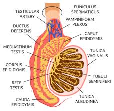 Plural of testis specialized 2. Learn About Testes Chegg Com