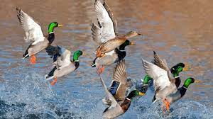100 duck hunting desktop wallpapers