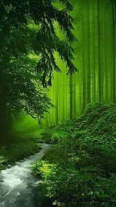 hd mystic green forest wallpapers peakpx