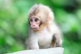 cute monkeys wallpapers wallpaper cave