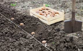 Because potatoes grow out of their stem, these plants can be grown almost anywhere the stem is not exposed. How To Plant Grow And Harvest Potatoes