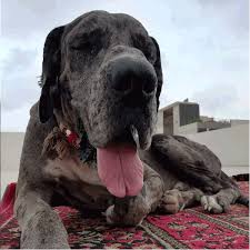 ~purchase agreement~ please read the full terms of the new puppy health guarantee before putting a deposit down on any puppy as deposits are non refundable. Great Dane Dog Buy And Sell Pets In Karachi Pakistan