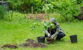 How To Plant And Care For Fruit Trees