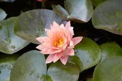 How long do water lilies bloom?