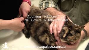 applying soft paws cat nail covers to