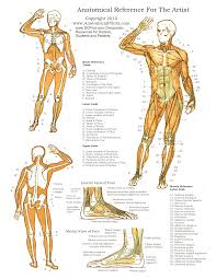 Anatomical chart muscular system different colors ecorche from muscle anatomy chart , image source: Anatomy Posters Poster Template