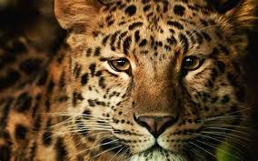 North america is home to a few species of wild cats. List Of Big Cats Earth S Largest Wild Cats Bigcatswildcats