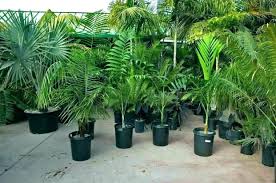 If you cut off the growing tip, the plant will die. The Best Fertilizer For Palm Trees Needs Indoor Outdoor