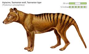 We believe this a thylacine, caught on camera at dusk in south west victoria in 2008. Reported Tasmanian Tiger Encounters Revealed In Government Documents 7news Com Au