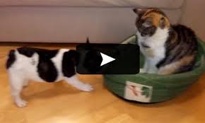 In the neighbor's yard, smoochie's pups were facing the same faith because their mum rejected them all and refused to nurse them. Watch This Puppy Tries To Steal Back Bed From Cat Baxterboo