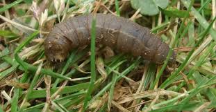 insect pests in lawns solvepest