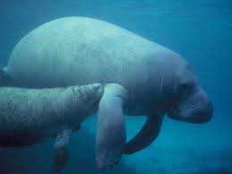 Typically, manatees are captured and receive a health assessment on site before being tagged and released for a research project. 14 Fun Facts About Manatees Science Smithsonian Magazine
