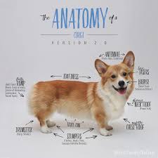 The Anatomy Of A Corgi Version 2 0 Corgi Dog Cute Corgi
