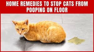 easy home remes to stop cats from