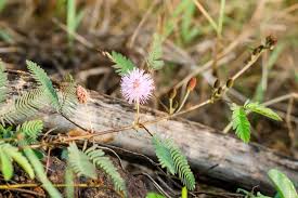 Buy fast growing plants online. Mimosa Pudica Wikipedia